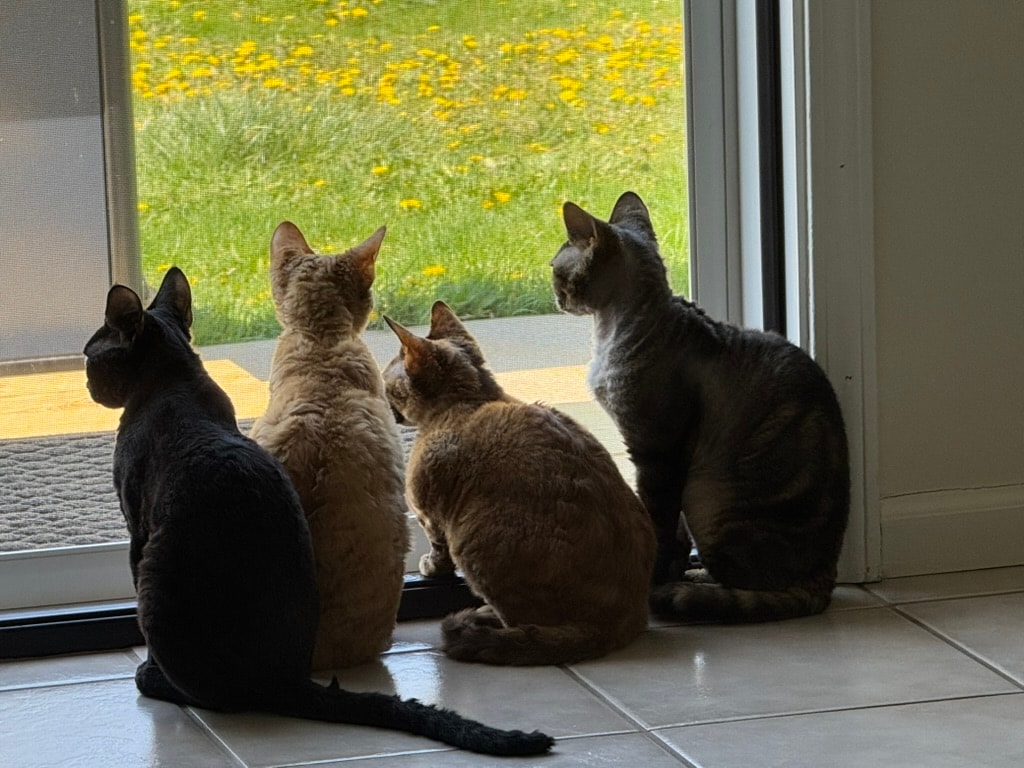 The whole gang together