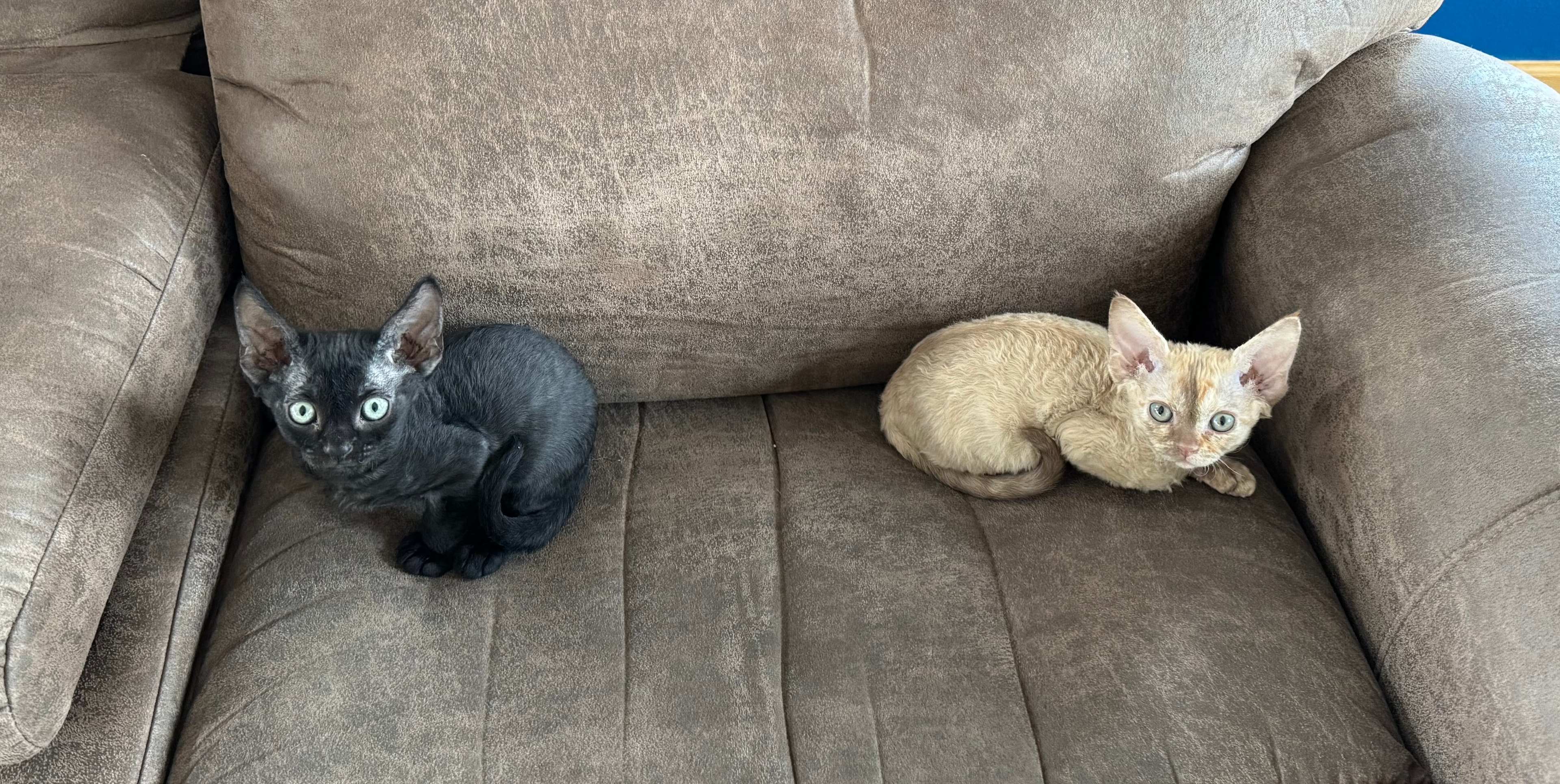 Baby Ebenezer and Baby Addie as tiny Devon Rex kittens sitting on a couch, staring at the camera