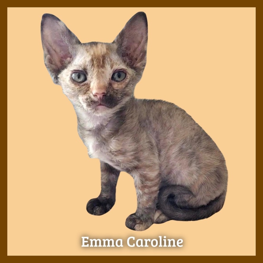 Baby Emma as a tiny Devon Rex kitten