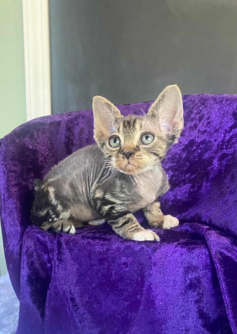 Baby Max as a tiny Devon Rex kitten sitting on a purple velvet chair