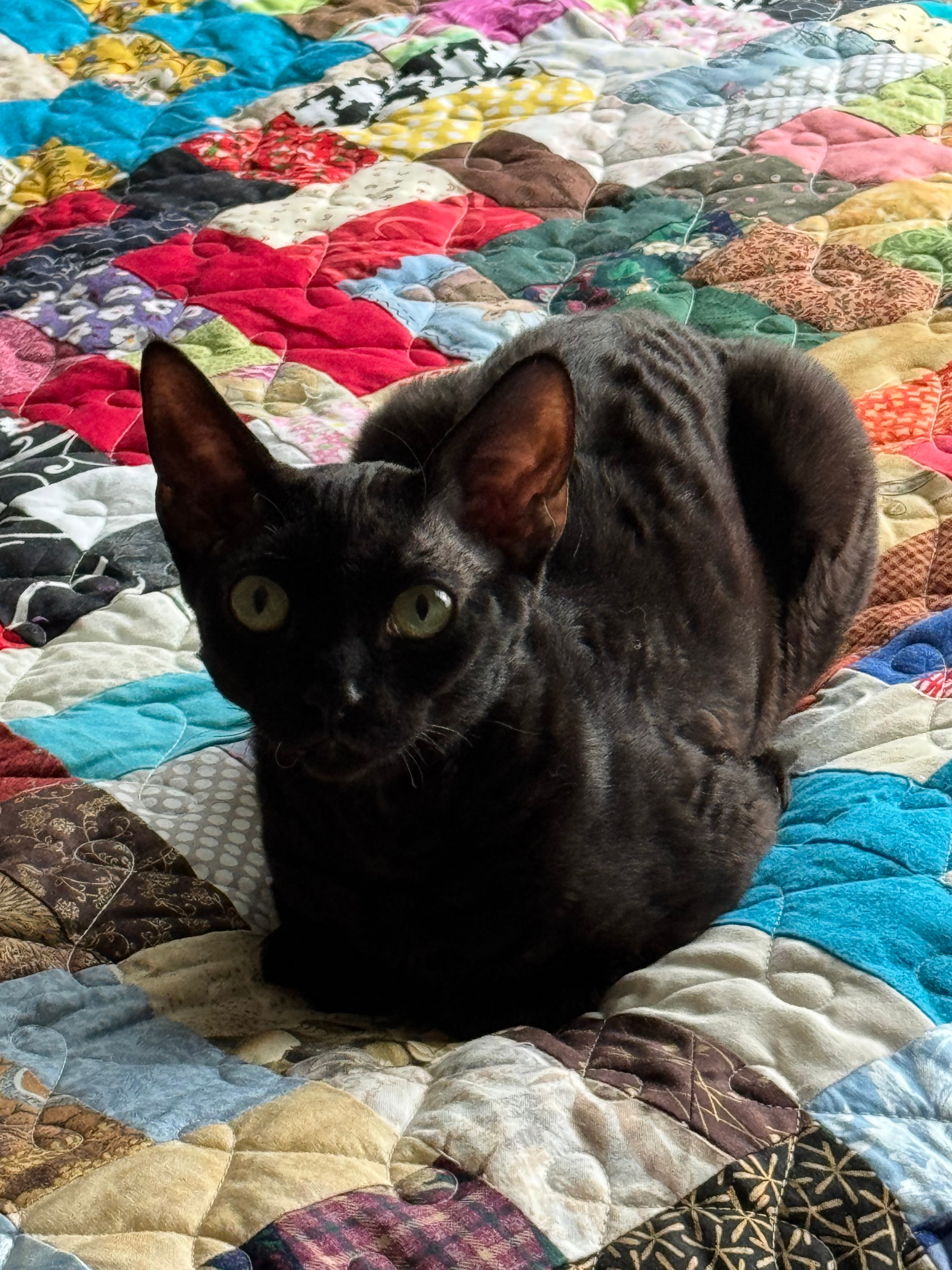 Ebenezer, a black cat with green eyes, lounging on a colorful quilt