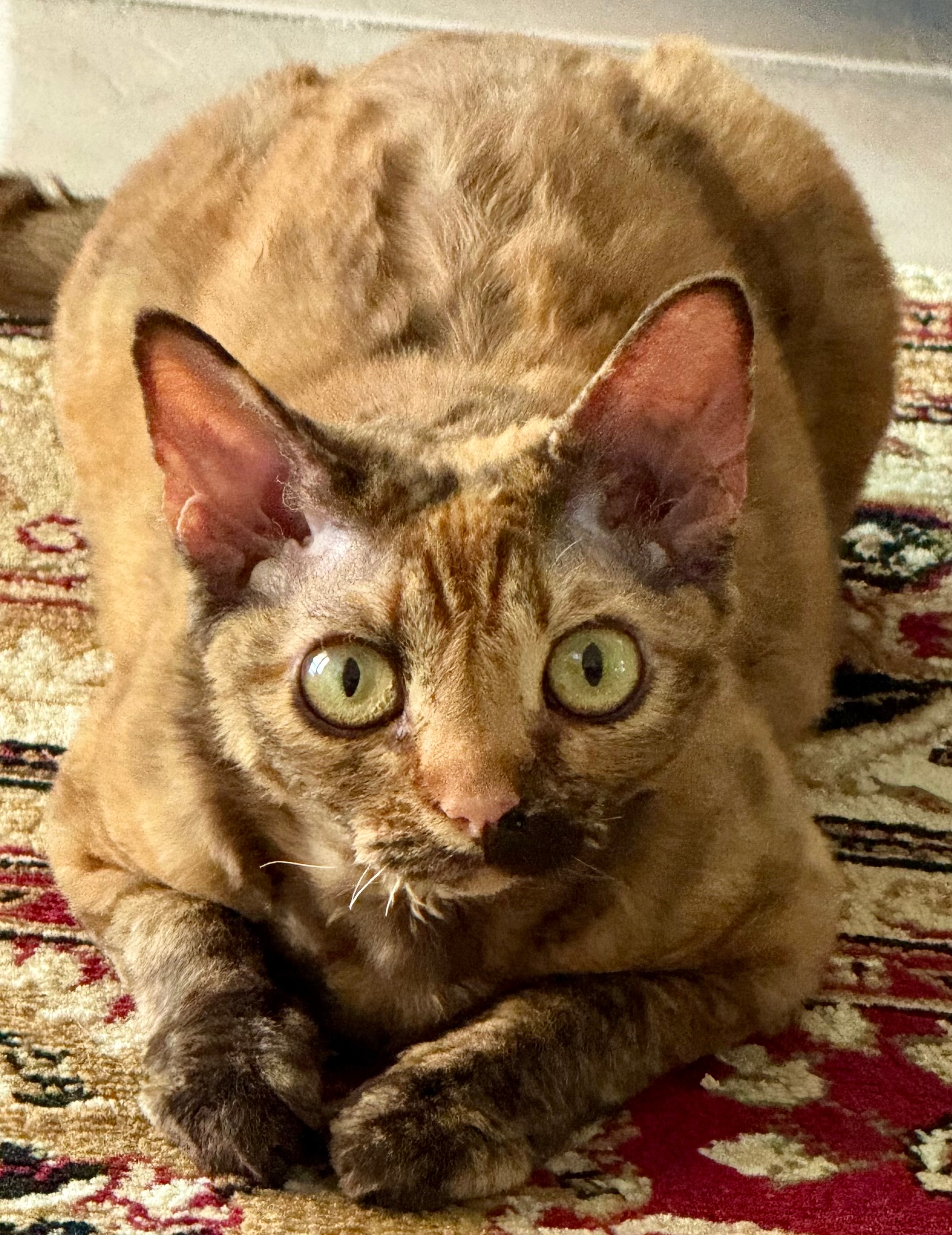 Emma — a curly-eared Devon Rex with enormous green eyes, crouched on a rug