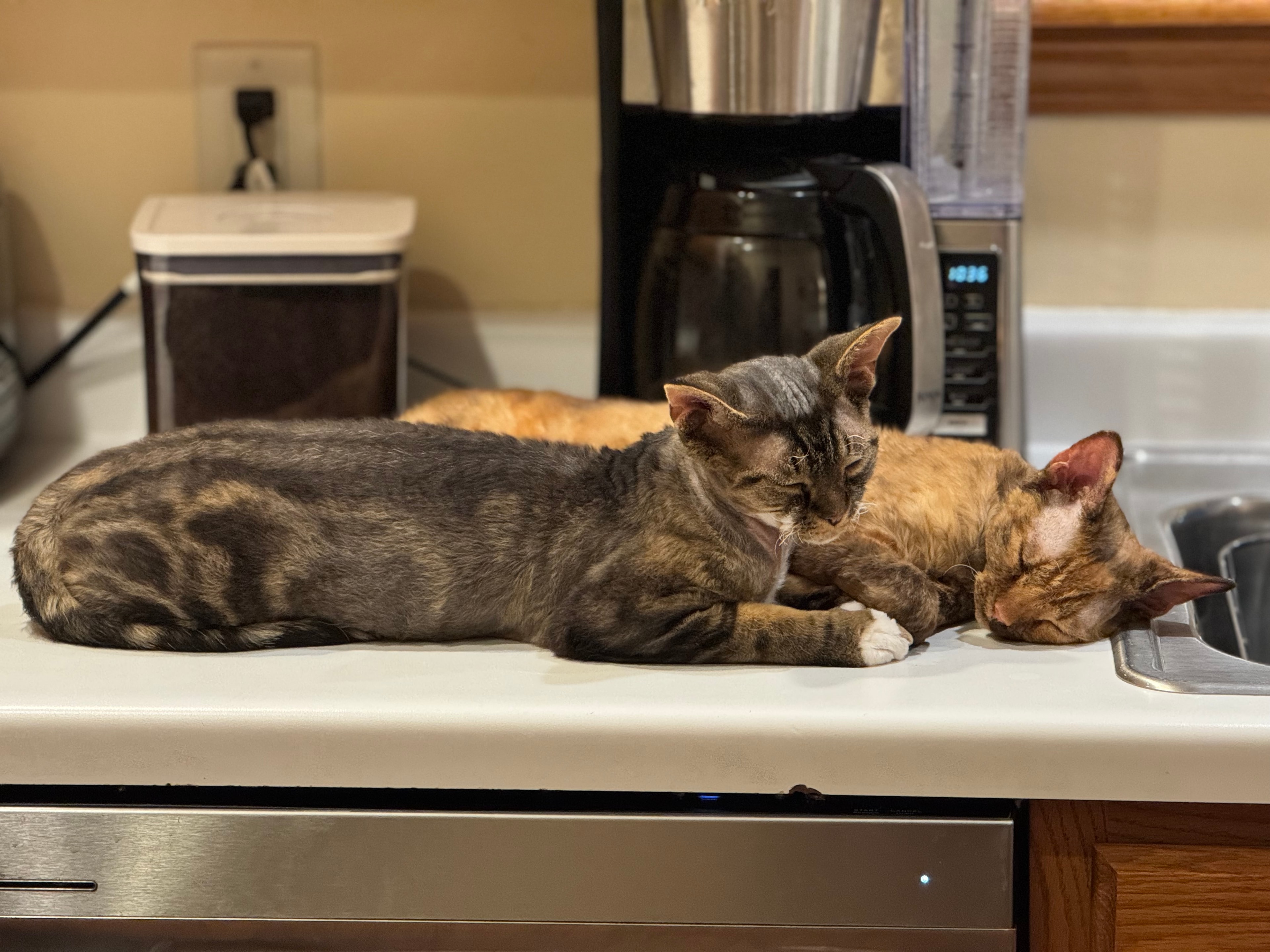 Emma and Max the Devon Rex cats lounging side by side on the kitchen counter