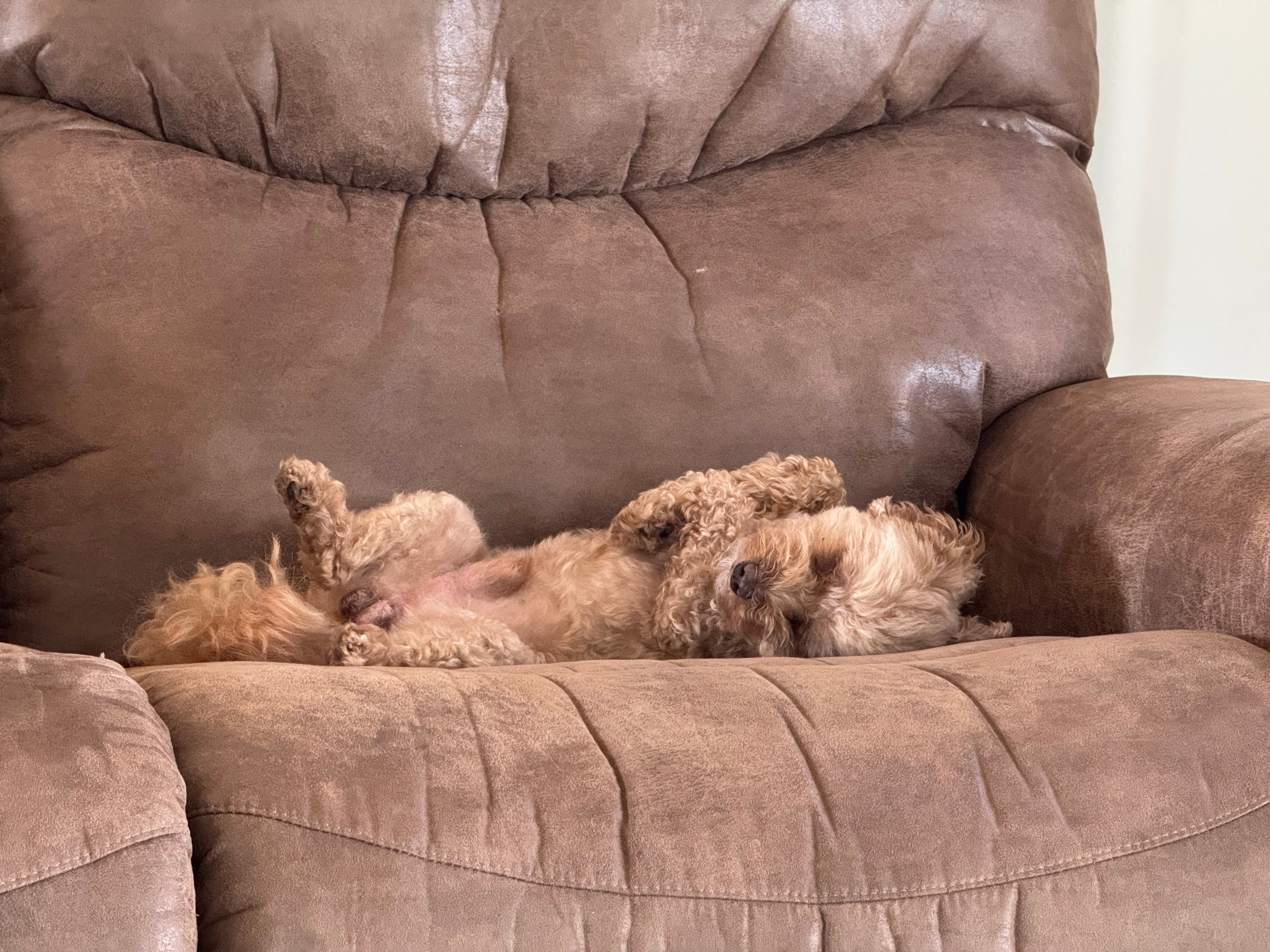 Barkley the dog sound asleep, doing what he does best