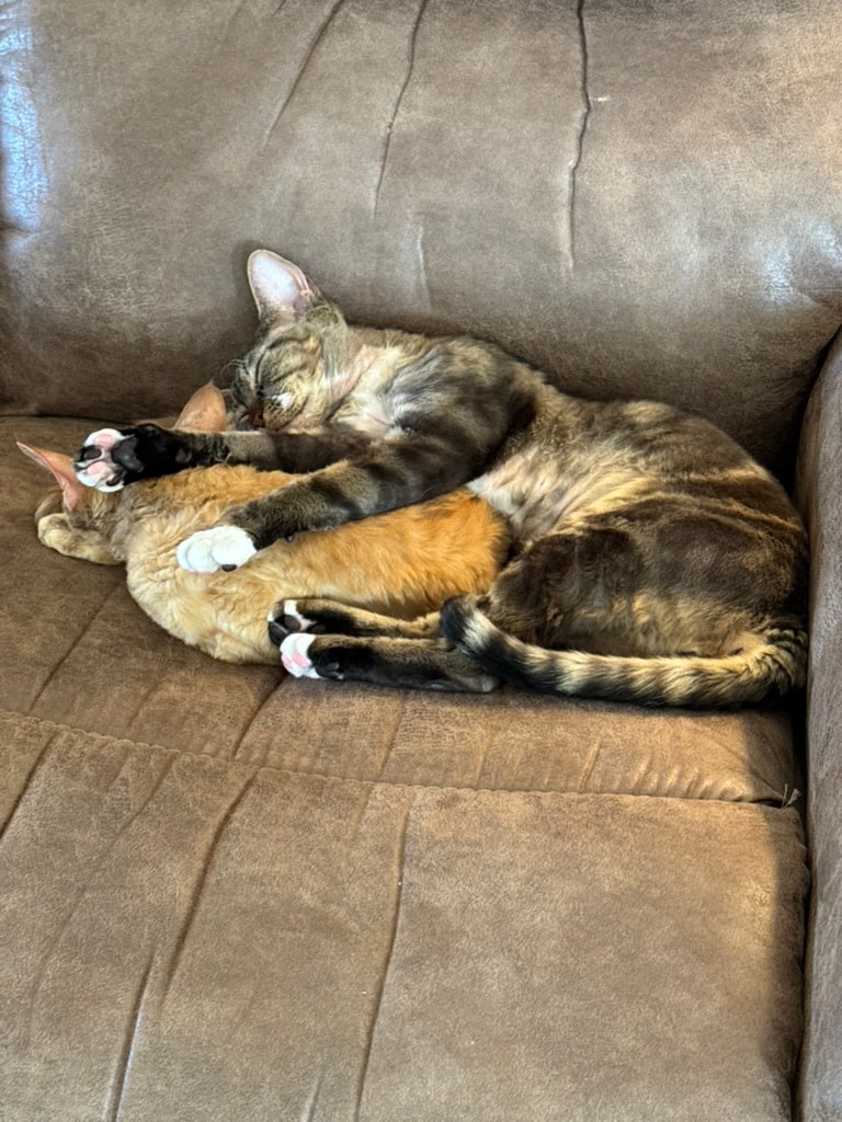 Two cats cuddled together sleeping on the couch