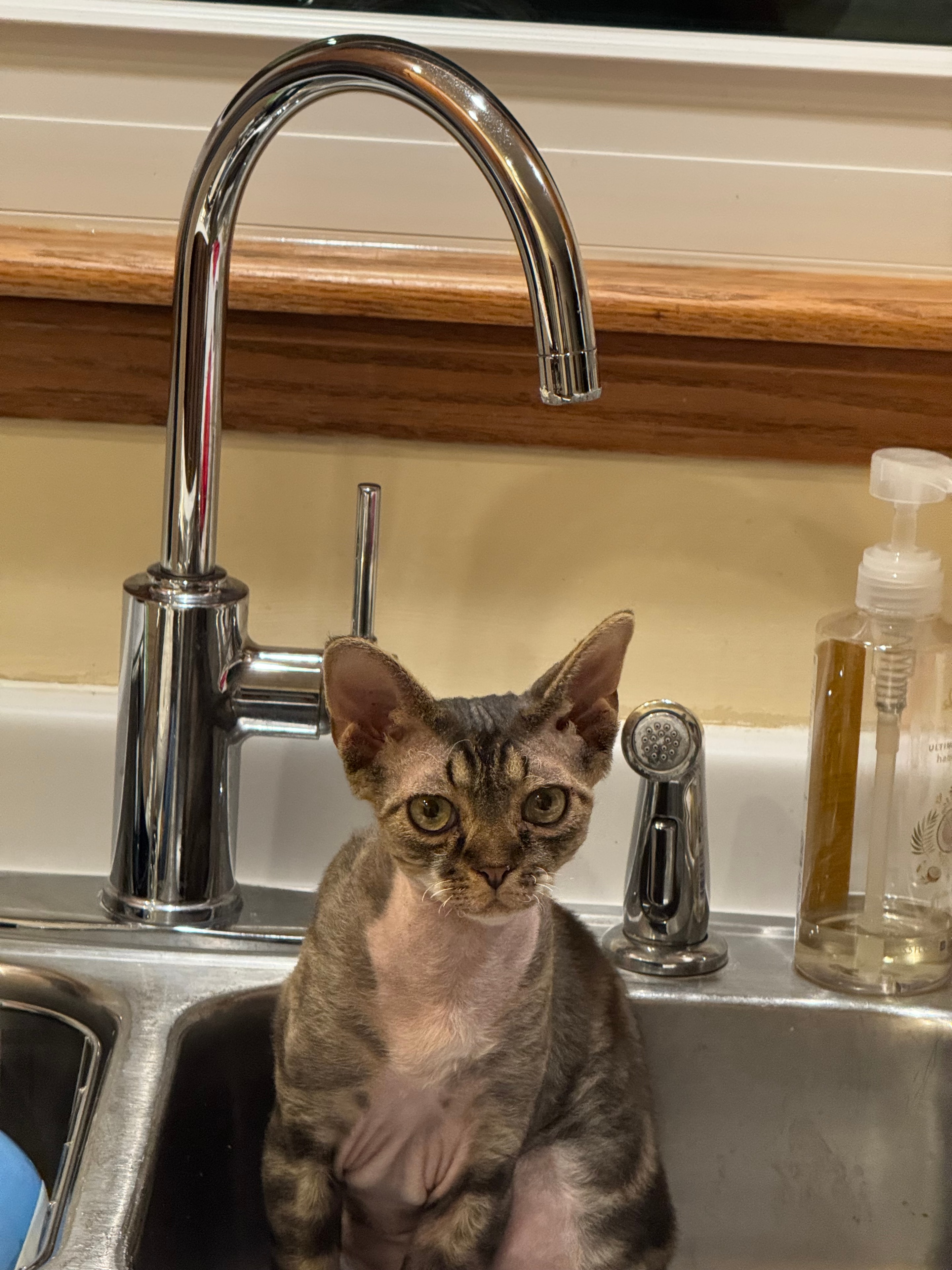 Max the Devon Rex sitting in the kitchen sink, staring up at the camera with enormous eyes