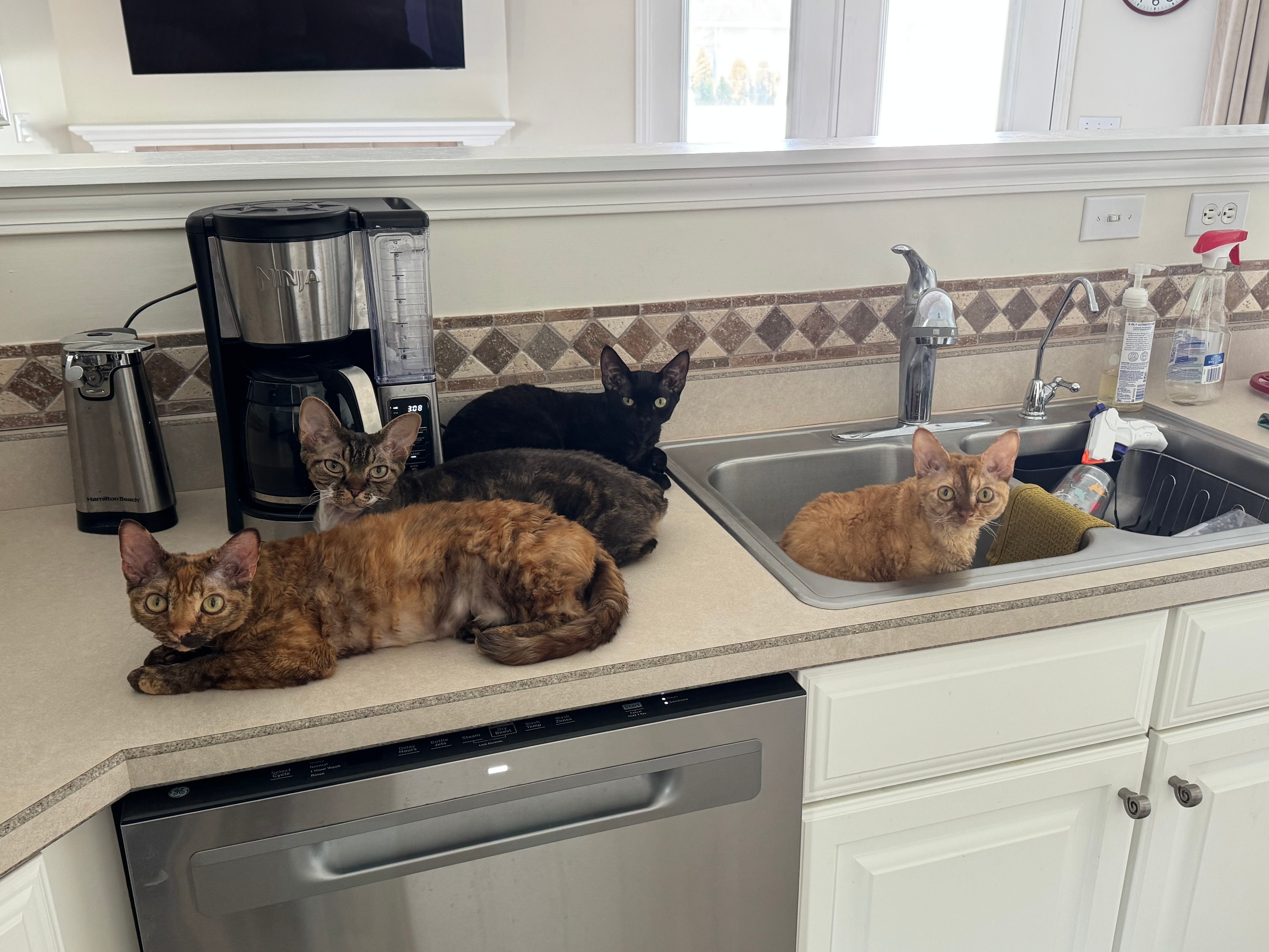 Emma, Max, Ebenezer, and Addie on the kitchen counter — Addie is sitting in the sink